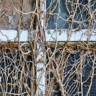 Dead ivy on the outside of a house