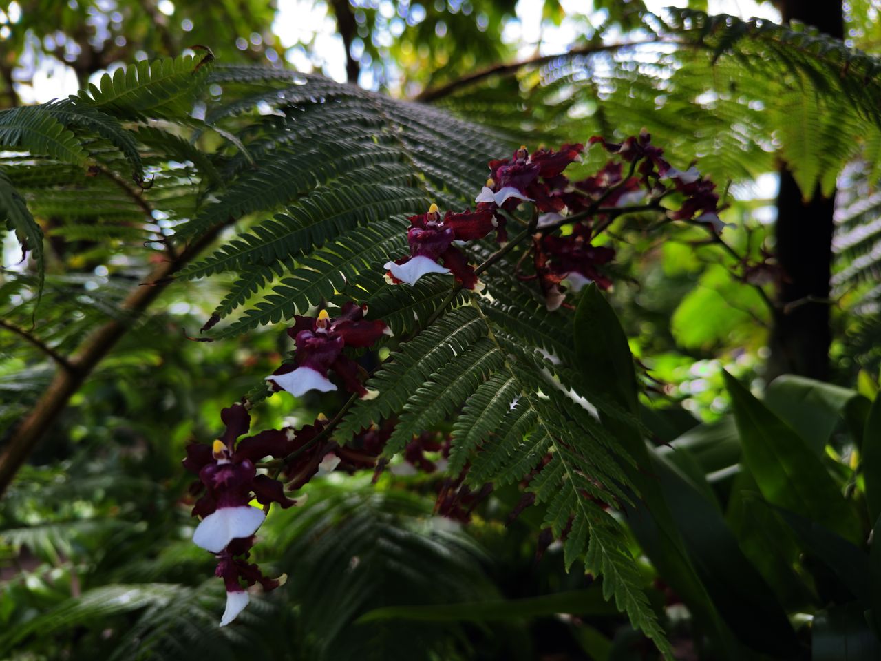 Orchids at the New York Botanical Garden with a fern plant behind