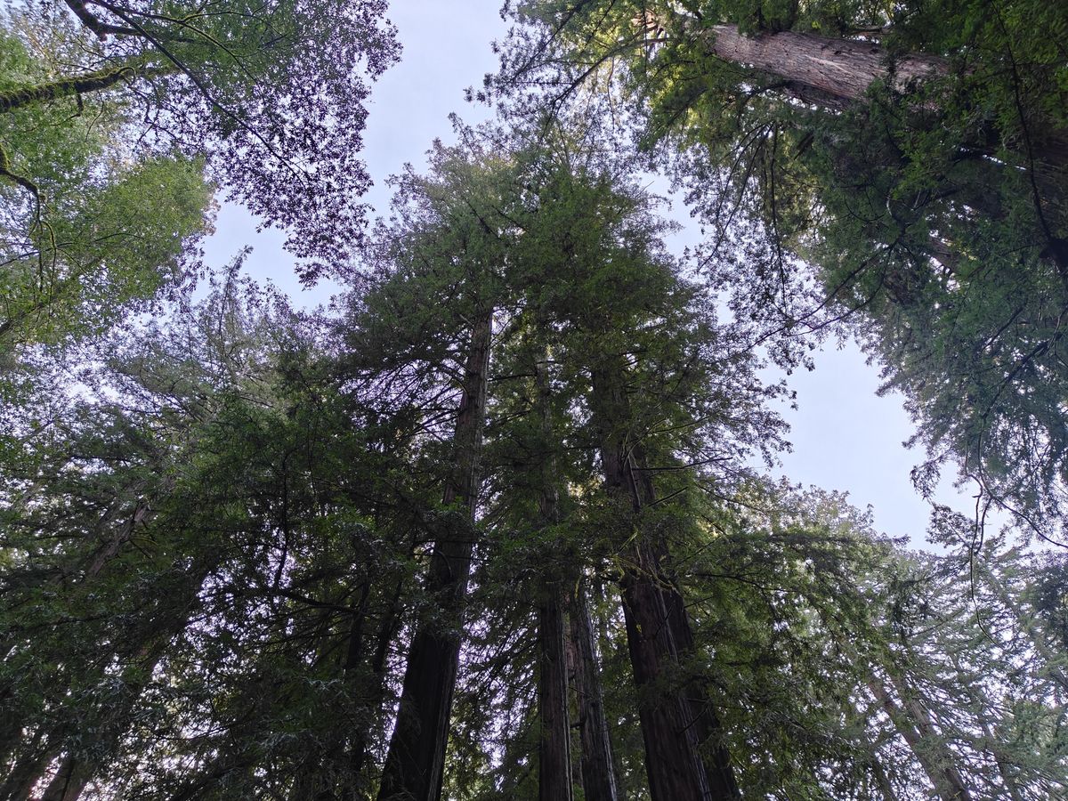 Redwood tree tops shot by OnePlus 13R
