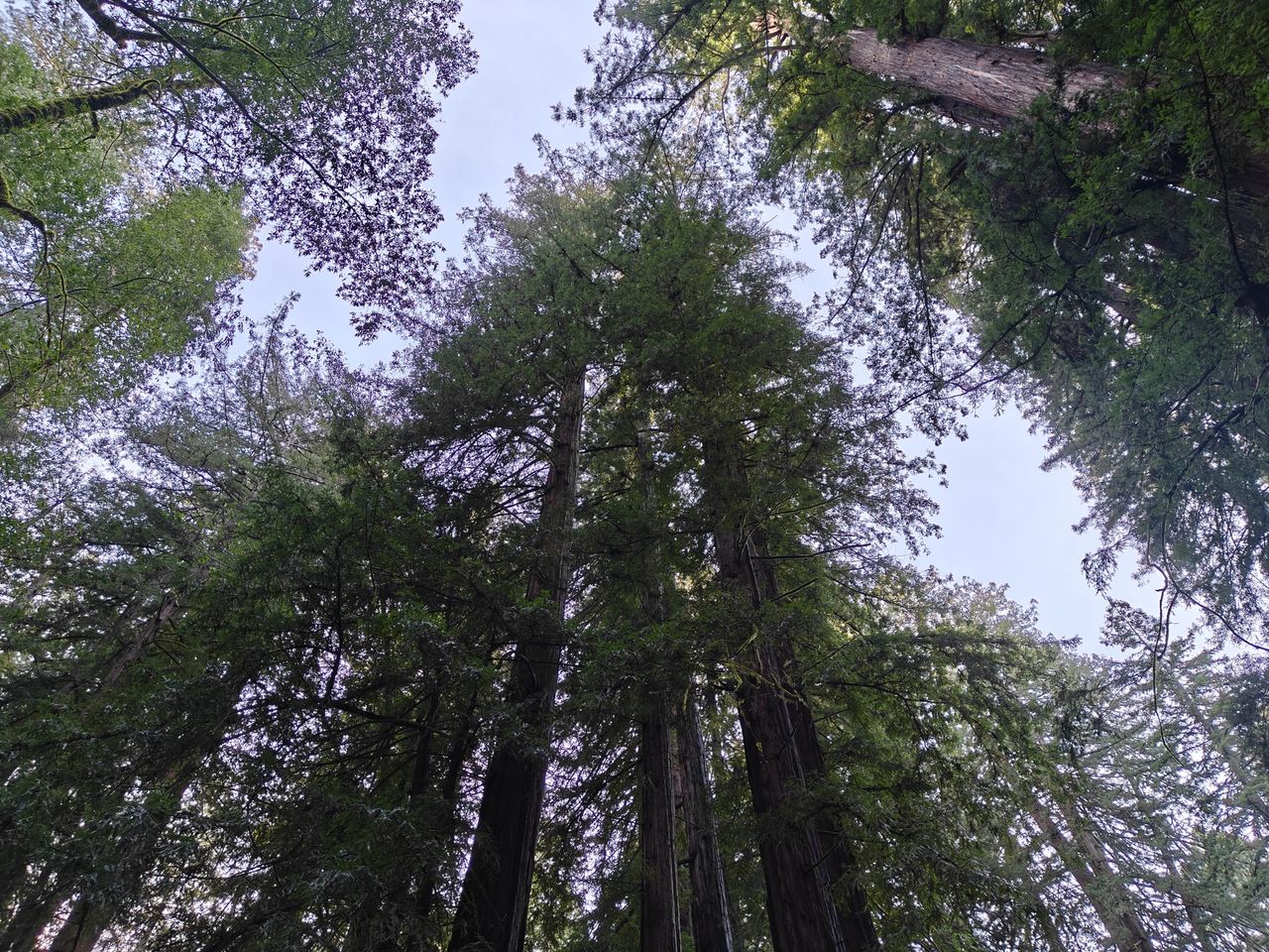 Redwood tree tops shot by OnePlus 13R