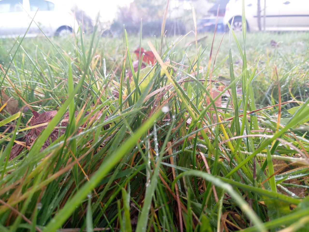 An outdoor close-up shot in plenty of natural light shows realistic color, but detail is lacking once you zoom in.