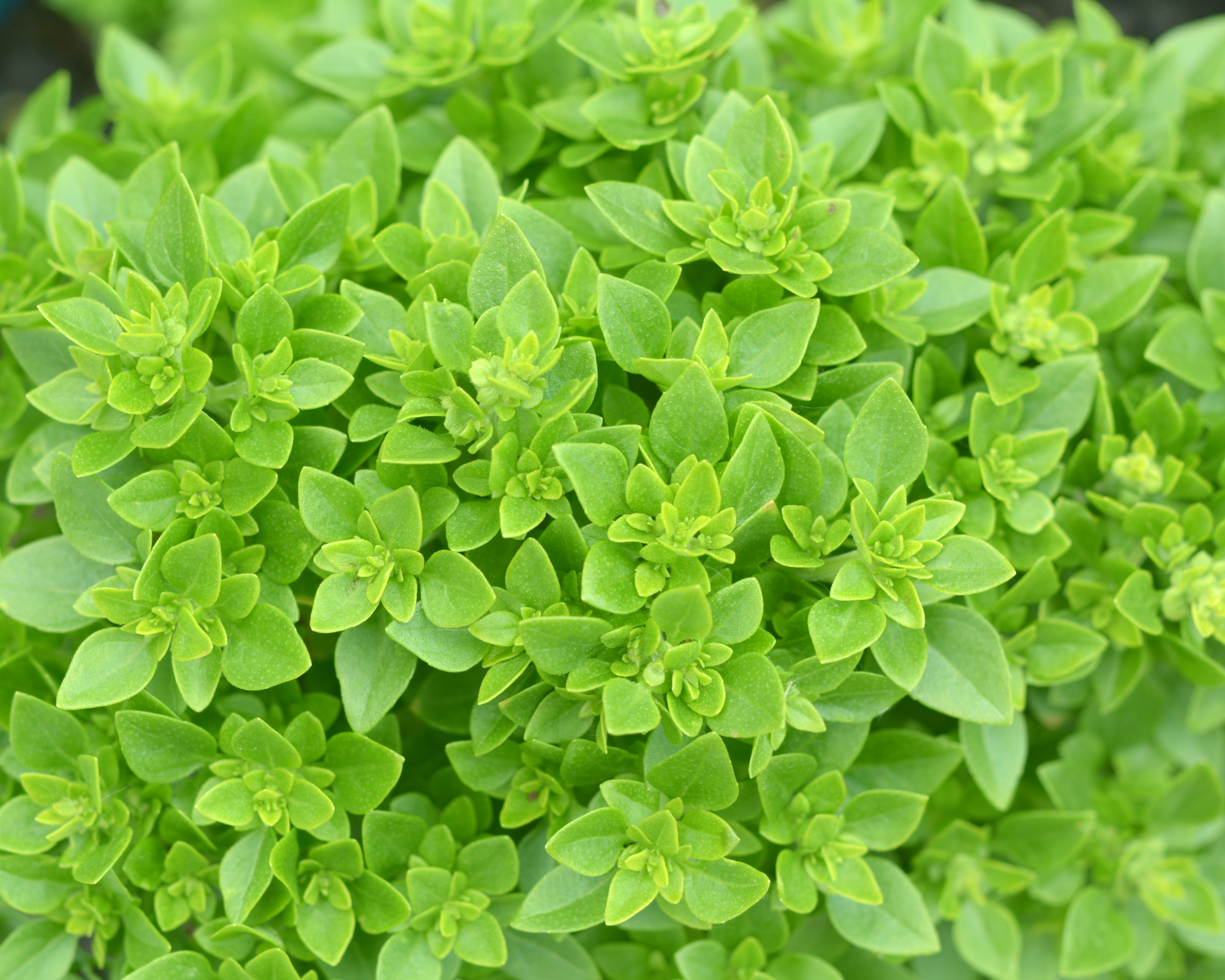 greek basil