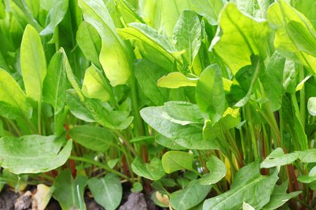 Sorrel Plants