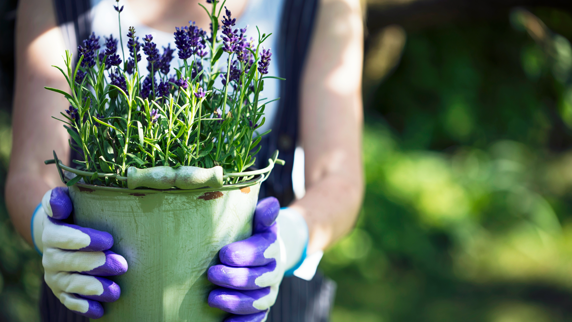 Young woman with garden gloves holding lavender in pot.