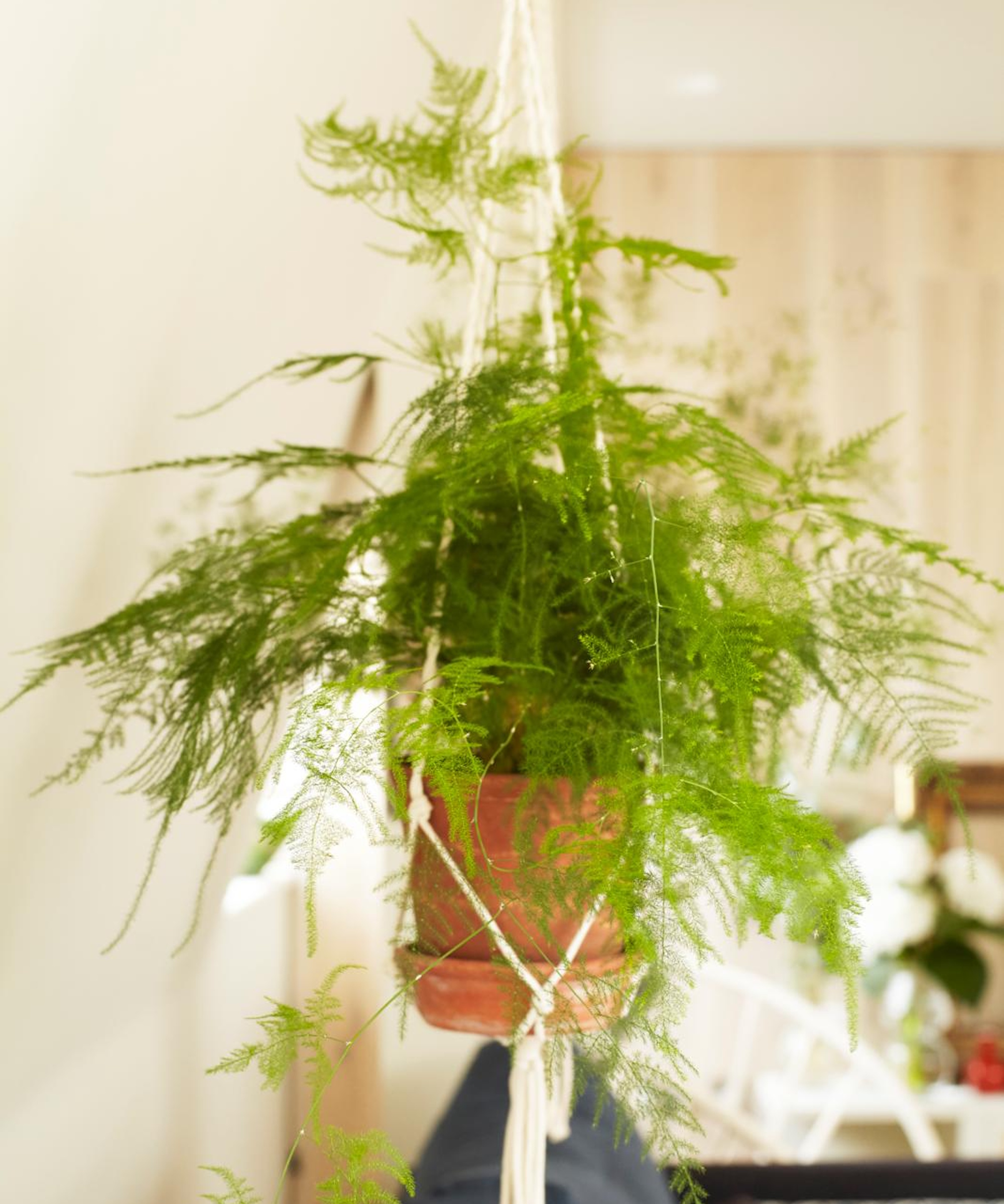 Asparagus fern