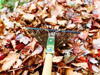 autumn leaves and rake