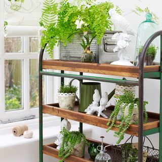 conservatory with plants rack and plants