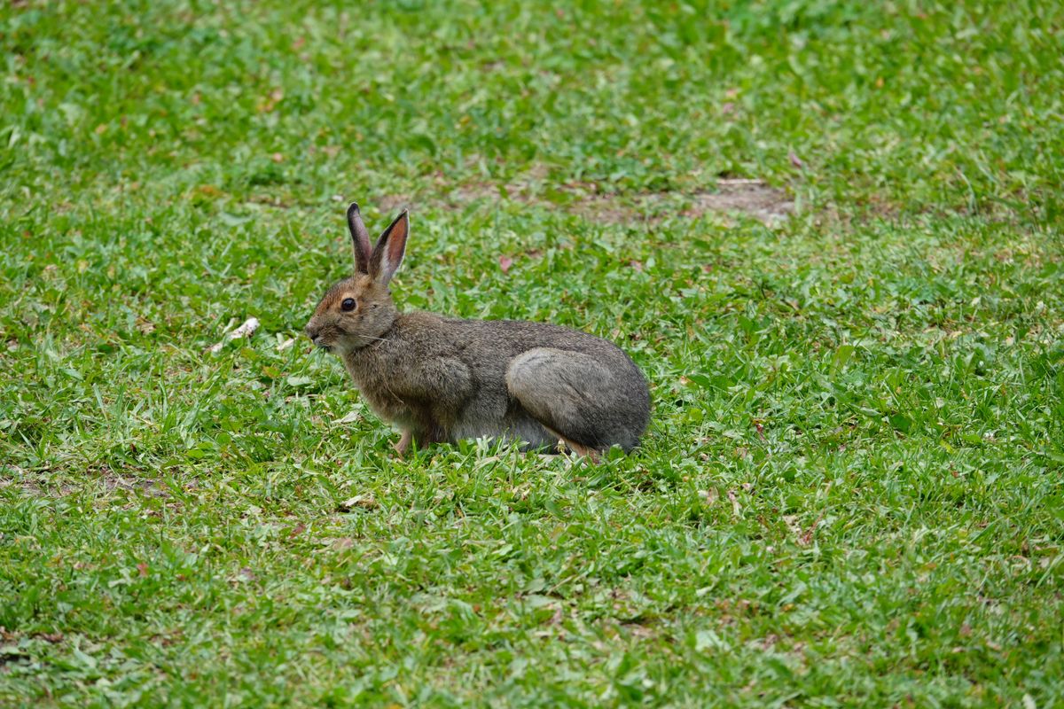 Sample photos taken with the Sony RX10 V of wildlife