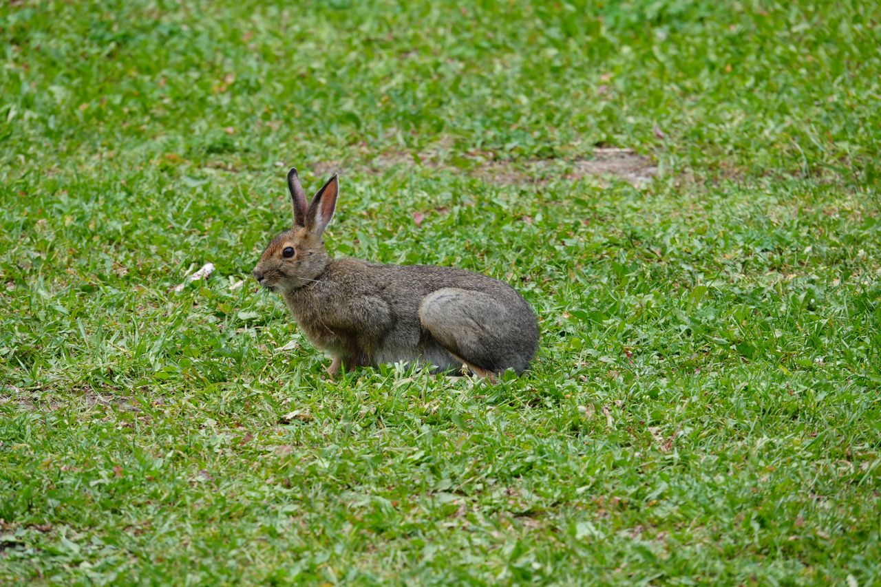 Sample photos taken with the Sony RX10 V of wildlife