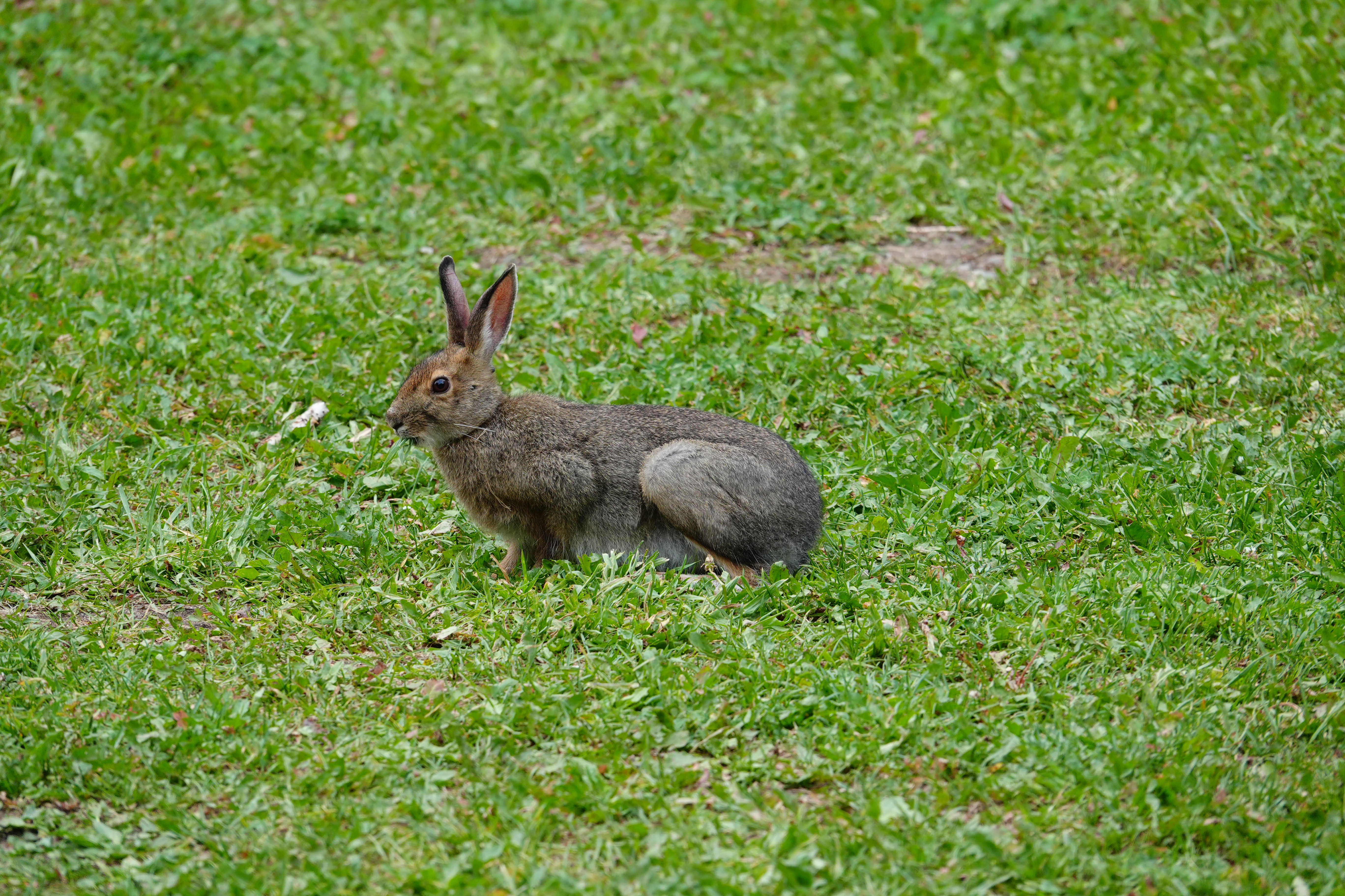 Sample photos taken with the Sony RX10 V of wildlife