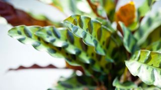 Rattlesnake plant