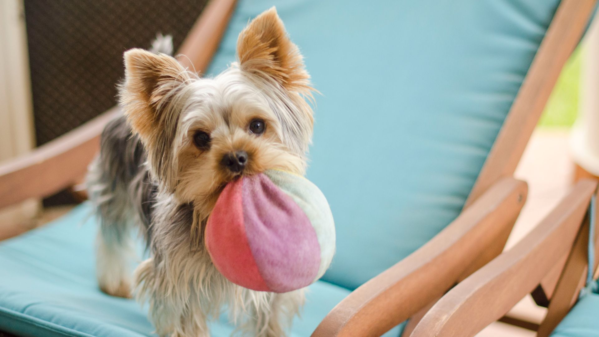 Yorkshire terrier holding a colorful plush ball