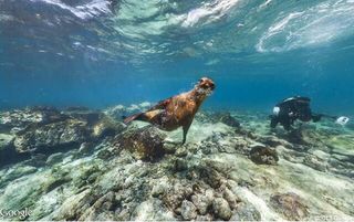 Galapagos sea lions