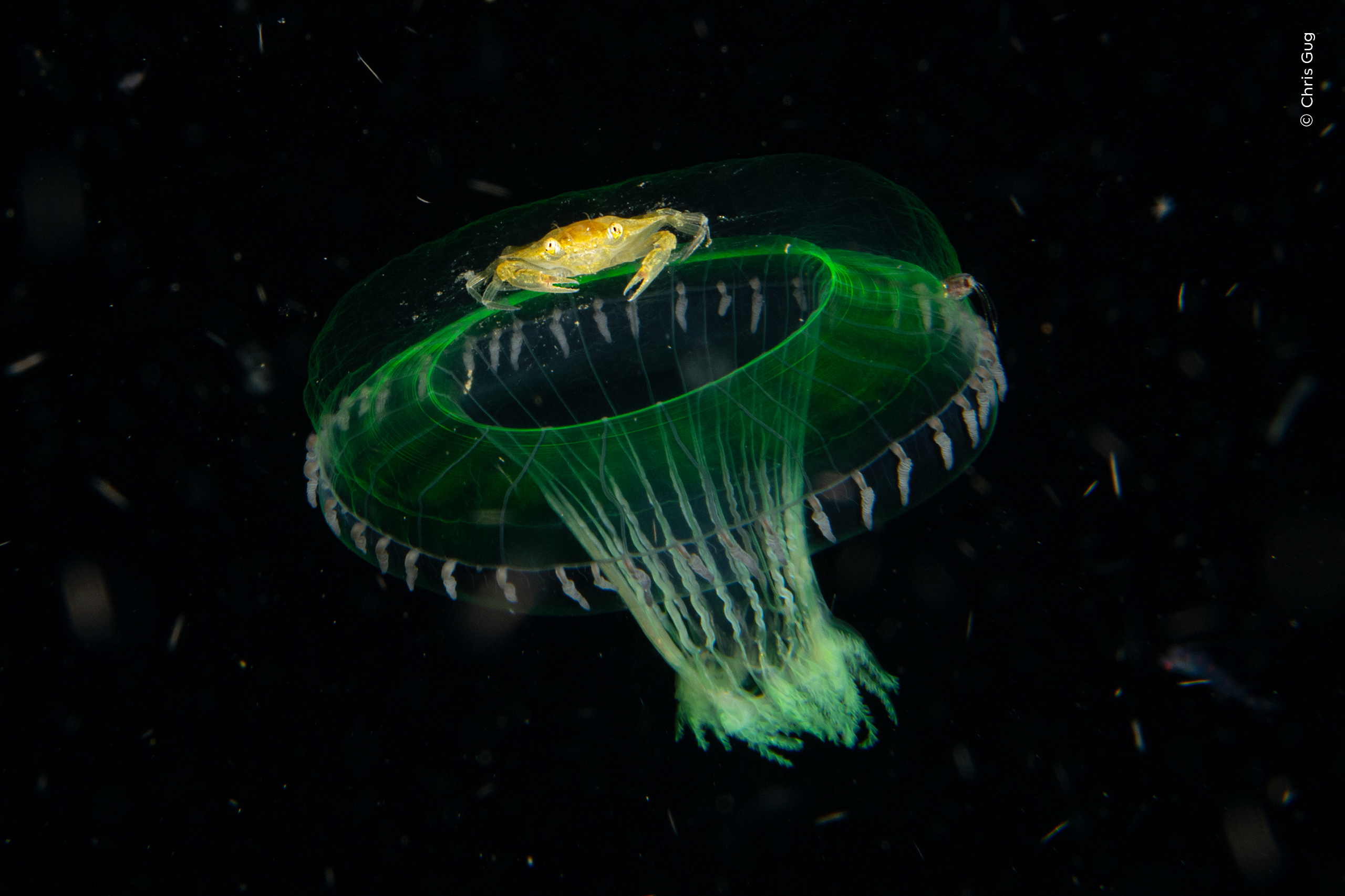 A juvenile swimming crab hitches a ride on a jellyfish in the pitch black ocean.