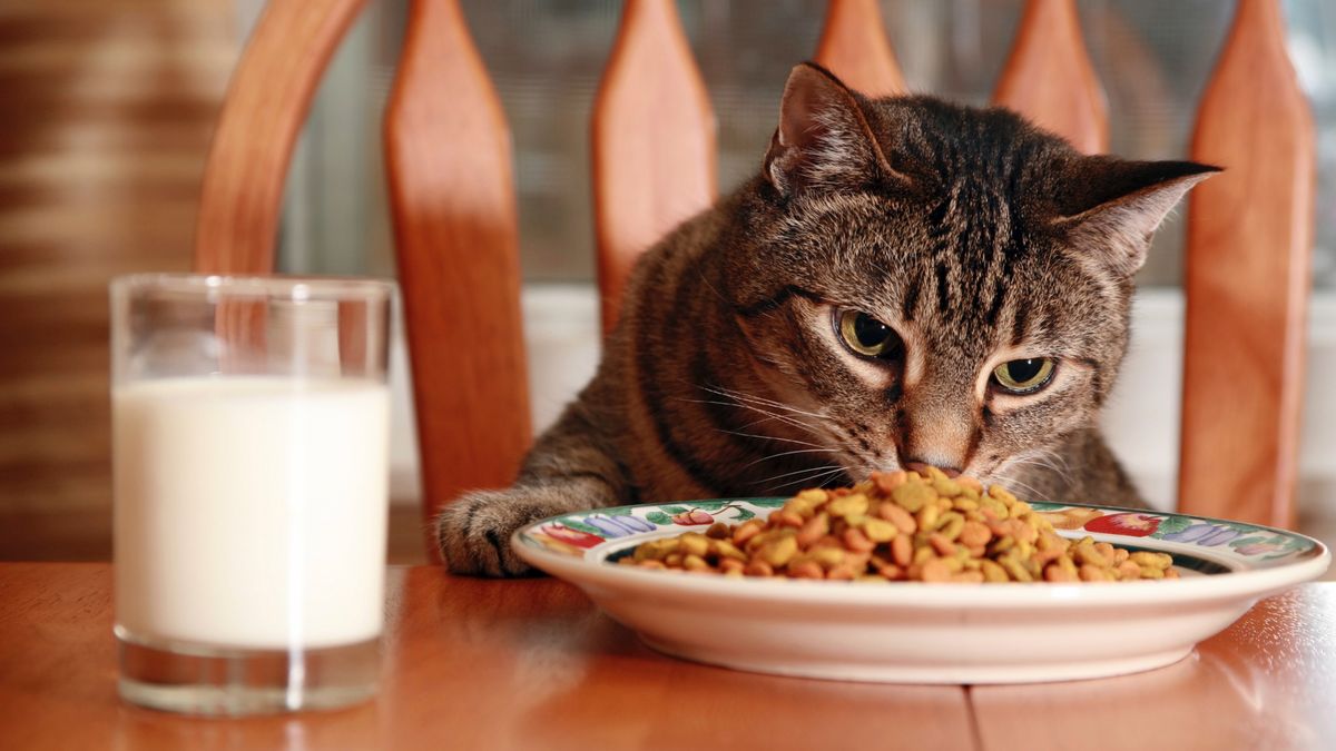 Cat eating kibble at the table