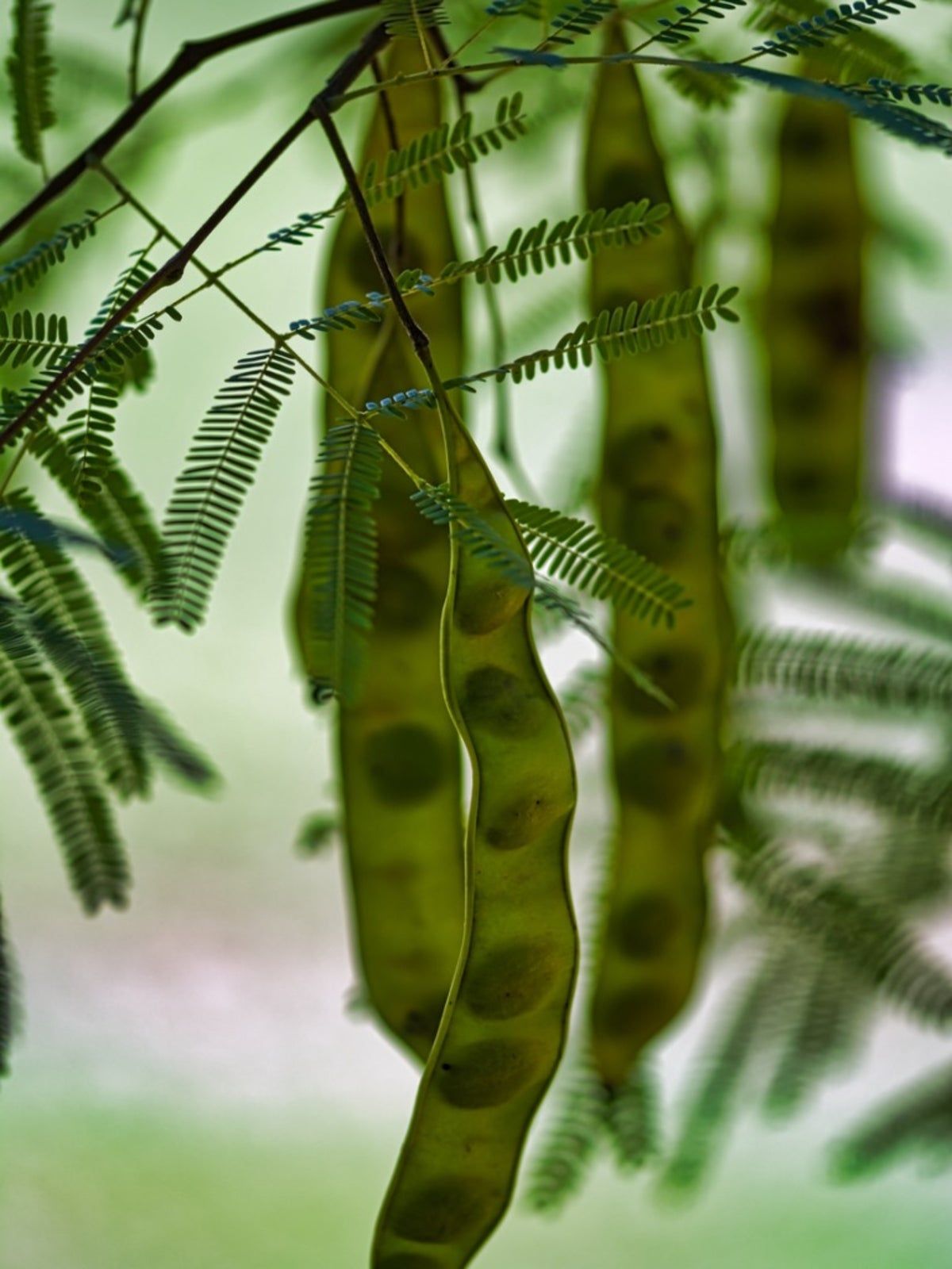 Mesquite Plants With Seeds