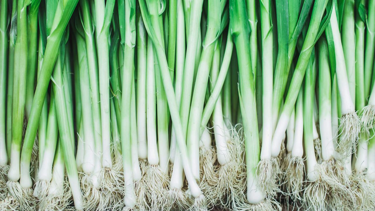 Harvested green onions 