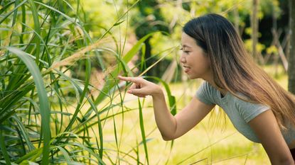 A woman pokes a clump of ornamental grass
