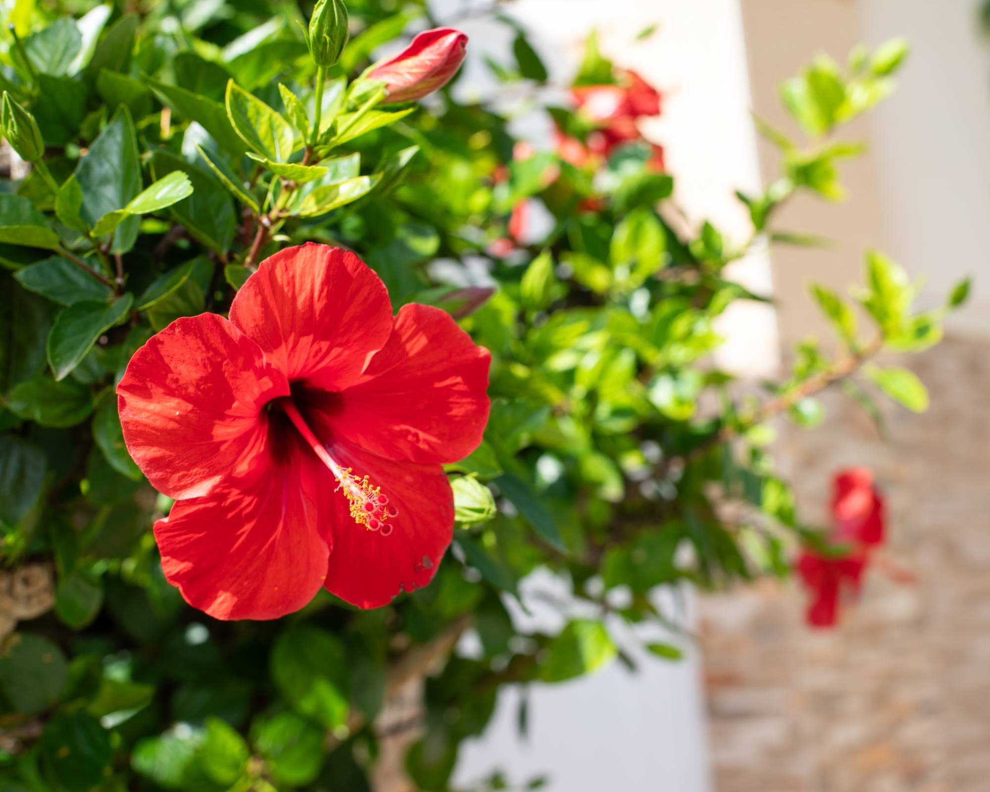 Bright red hibiscus flower