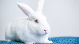 White American rabbit