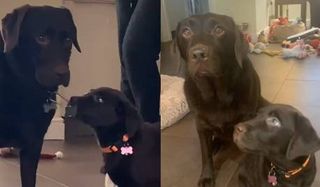 Chocolate Labrador responds to new puppy