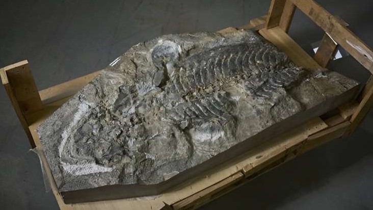 Ein Bild des Fossils, das in Steinen entdeckt wurde, die für eine Gartenmauer bestimmt waren.