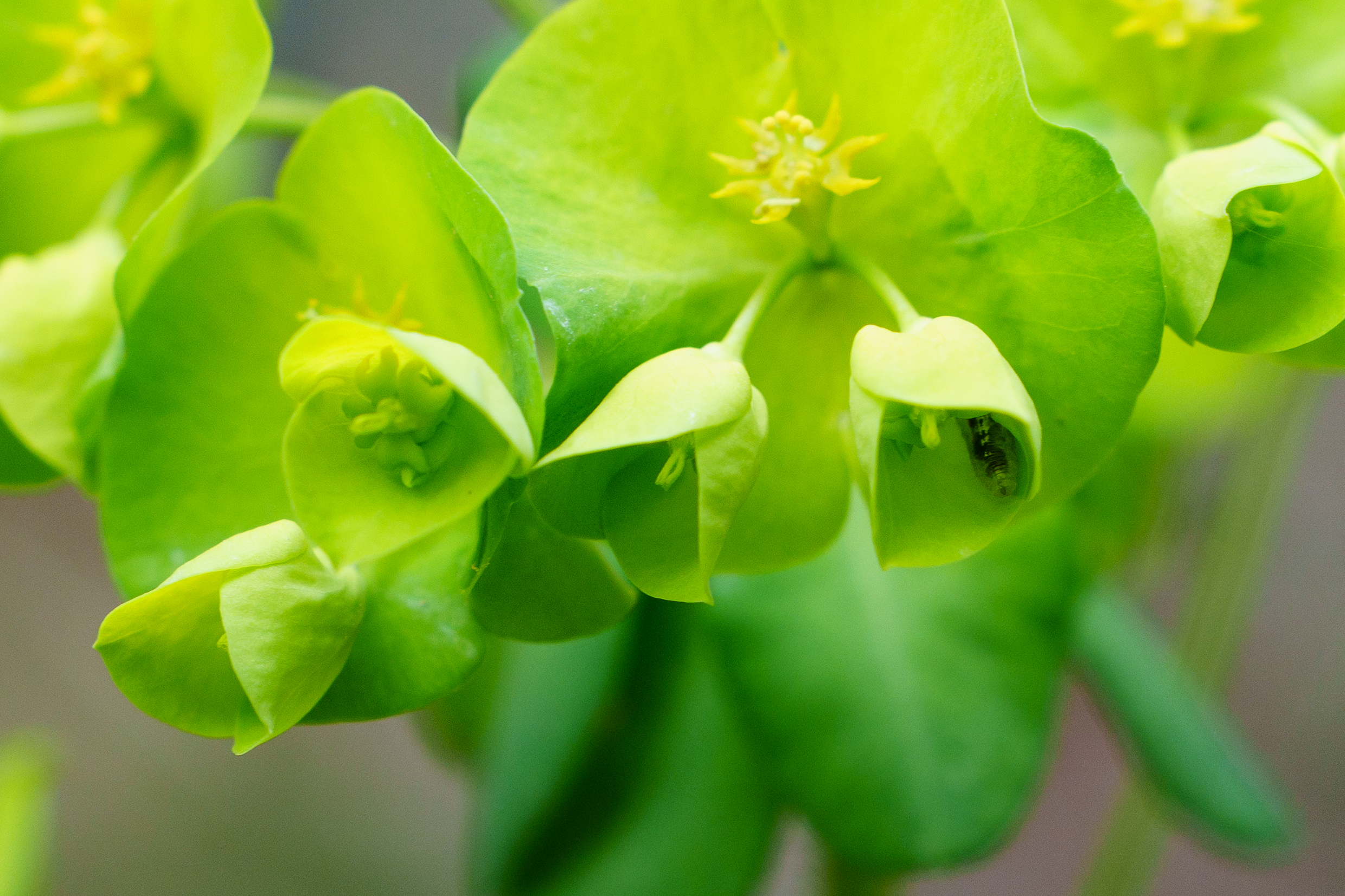 A photo of a green flower with a caterpillar on the inside of one petal.