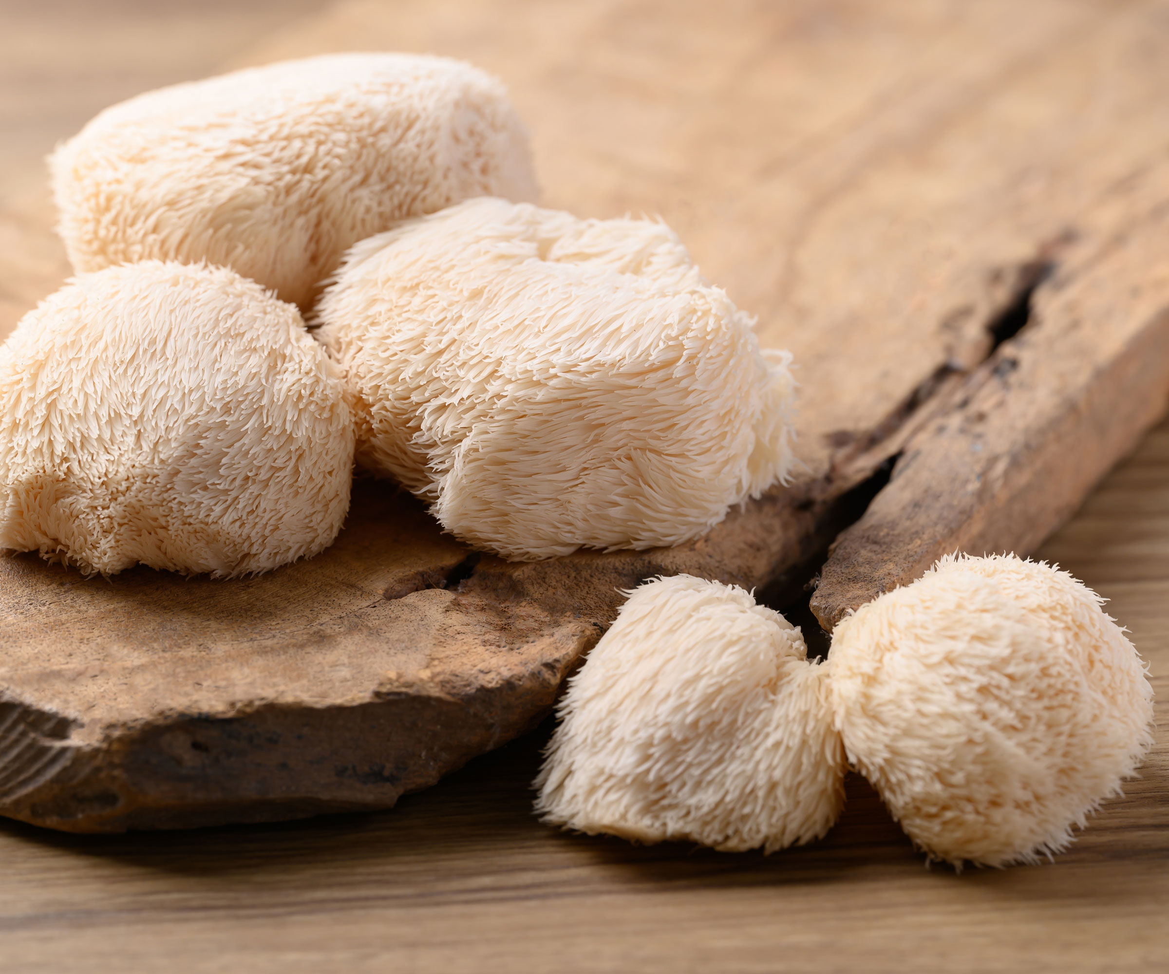 lion's mane mushrooms freshly harvested on chopping board
