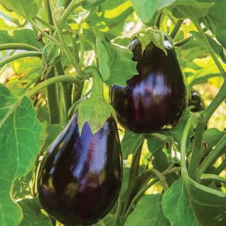 Black Beauty Eggplant 