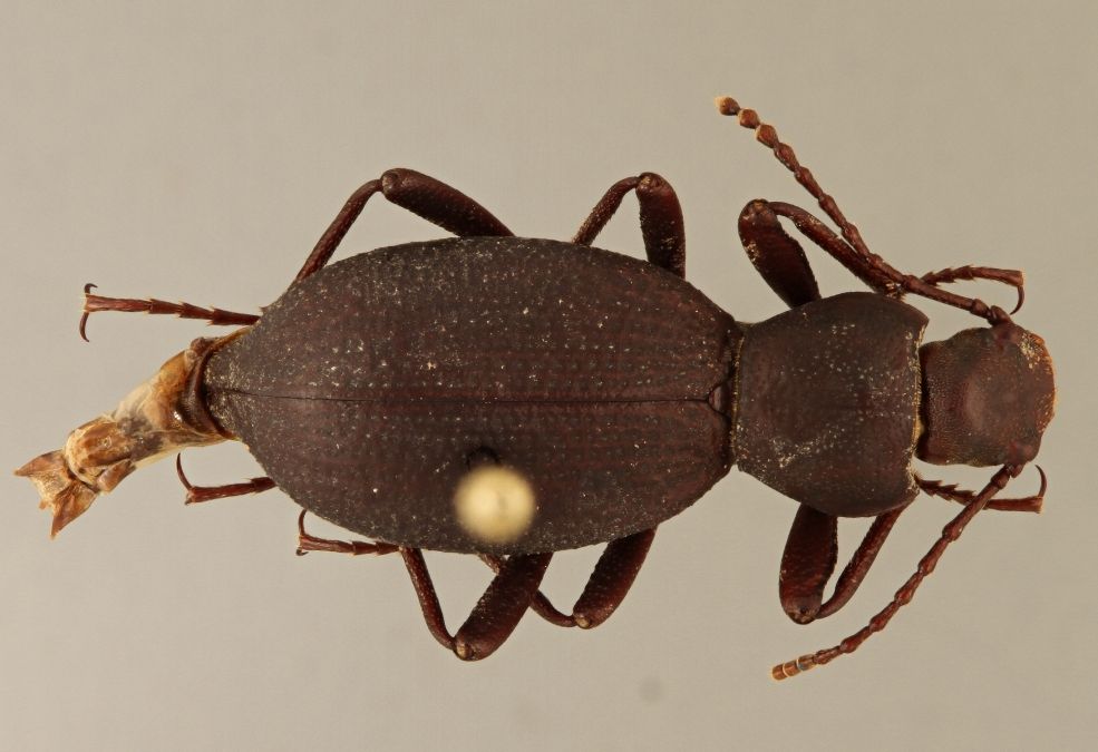 The newly discovered beetle, Eleodes wynnei, found in a northern Arizona cave. 