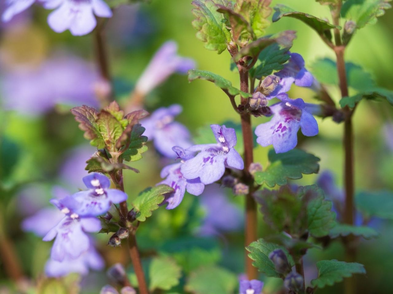 Purple Creeping Charlie Plant