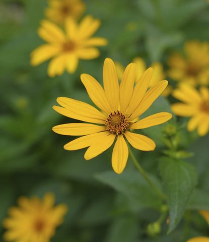 Yellow Heliopsis Flowers