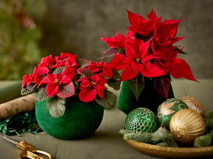 Poinsettia plants with red bracts displayed on table next to baubles