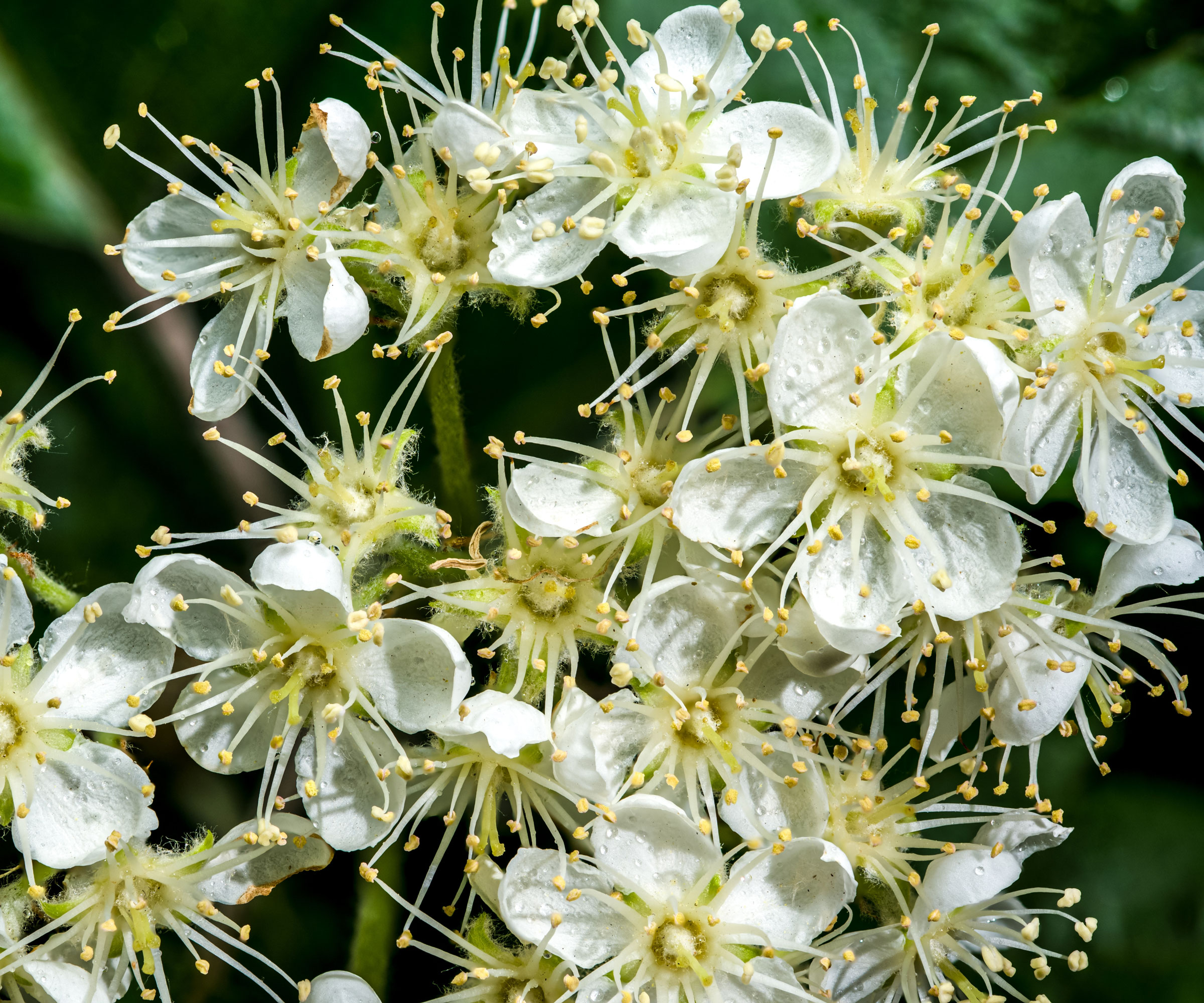 rowan tree with white blossom