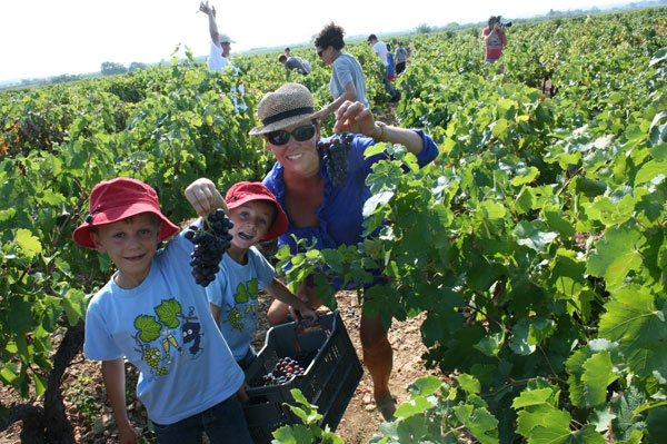 Family grapepicking day at Domaine Virgile Joly