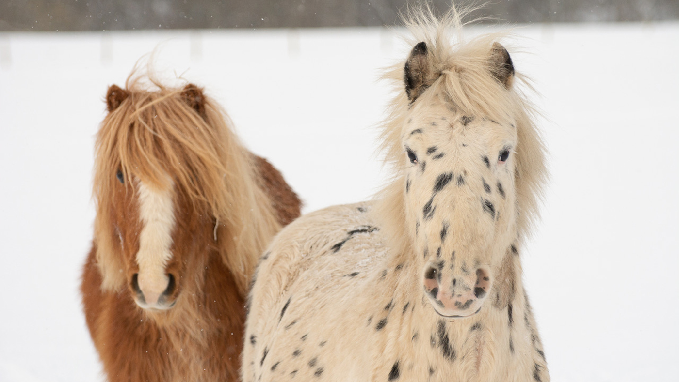 Christmas Ponies