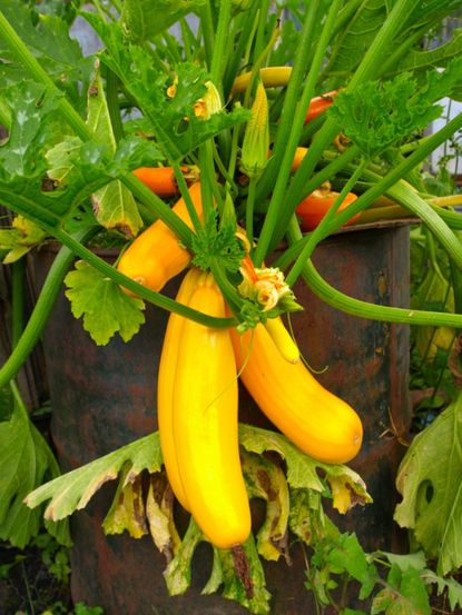 Squash Plant Growing From Container