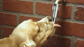 dog water tap