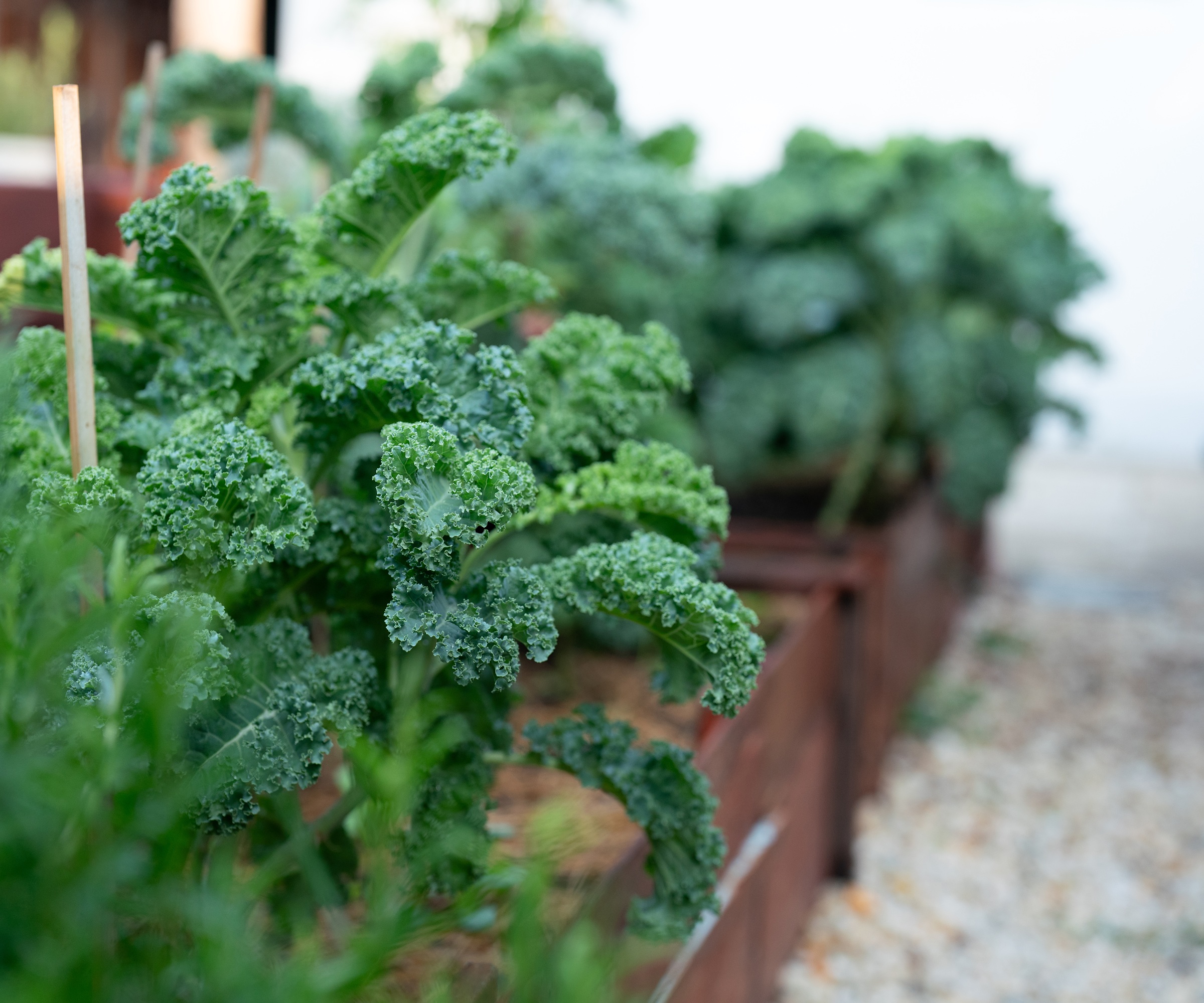 Kale growing in raised bed, winter crop