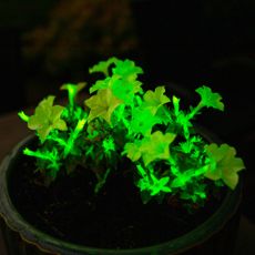 A pot of glow-in-the-dark Firefly petunias
