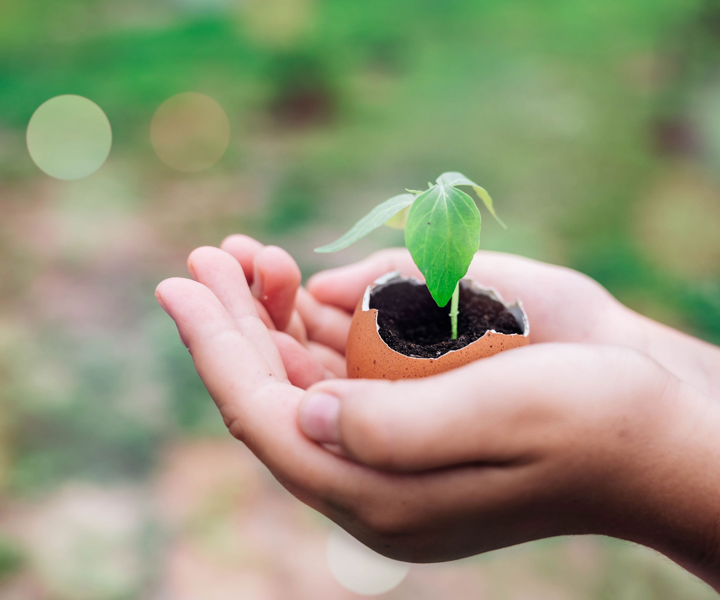 eggshell pot holding plant seedling