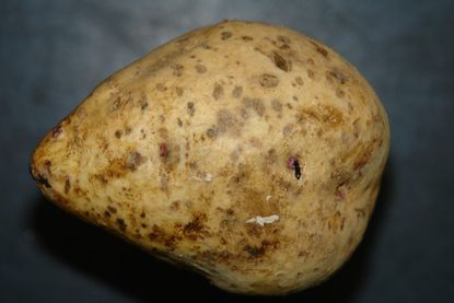sweet potato scuf