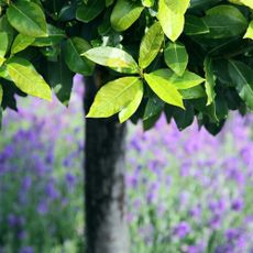 Close up of bay tree in front of lavender plant