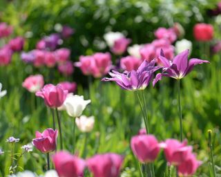 tulips in flower bed