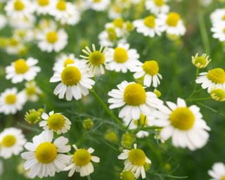 chamomile flowers