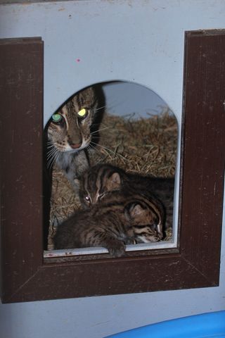 Electra the fishing cat and her two kittens.
