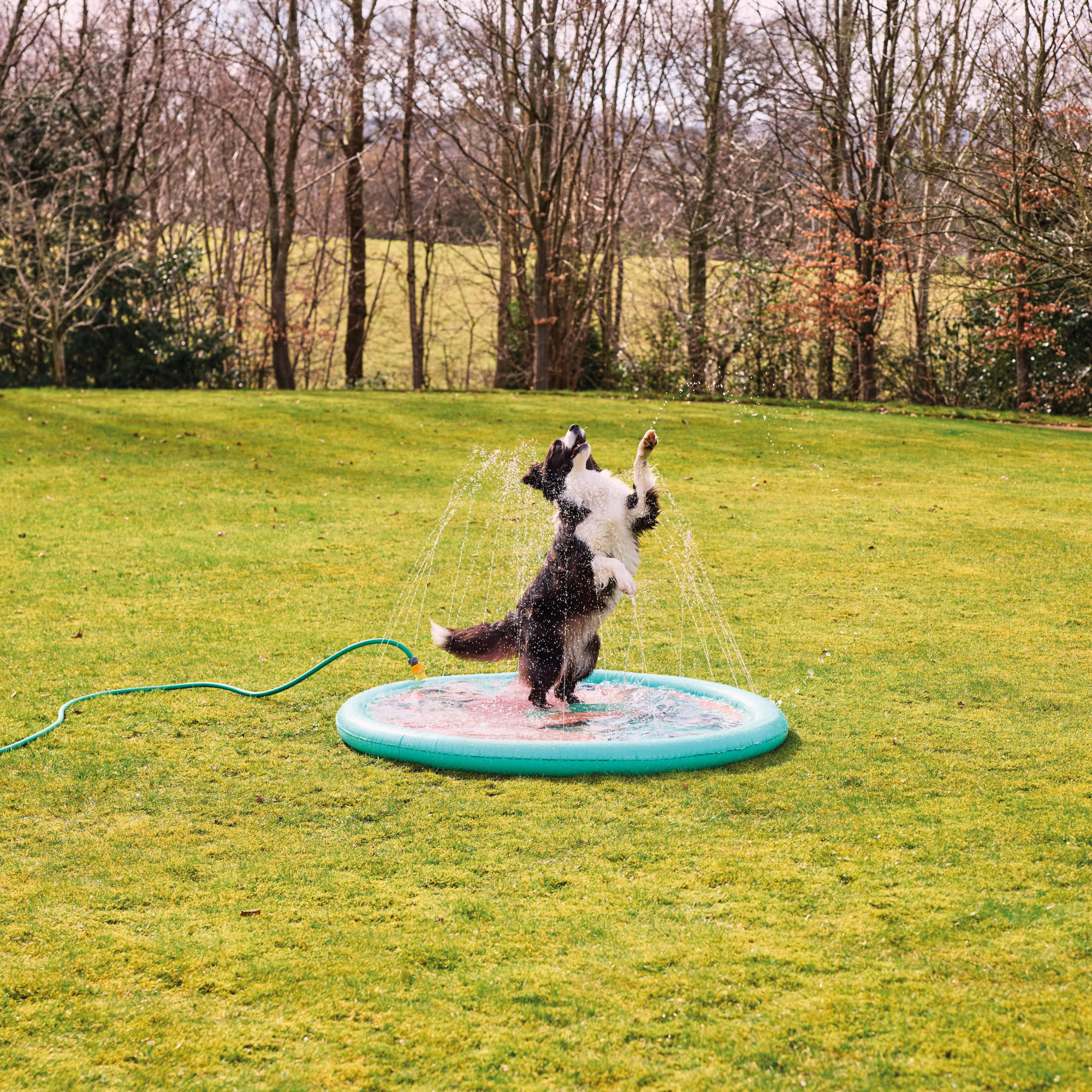 Dog playing on pet sprinkler mat.