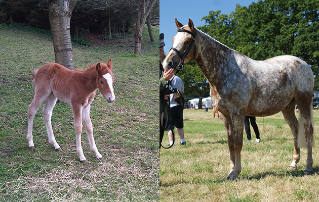 &ldquo;This is Squirt (Dangermouse Brown). He is our homebred gelding, now six-years-old. He was born chestnut, with a gorgeous flaxen mane and tail, but soon he began turning white. A few spots at first, look at him now! We are not sure what colour he may end up&hellip;&rdquo; &mdash; Emily Gladwin