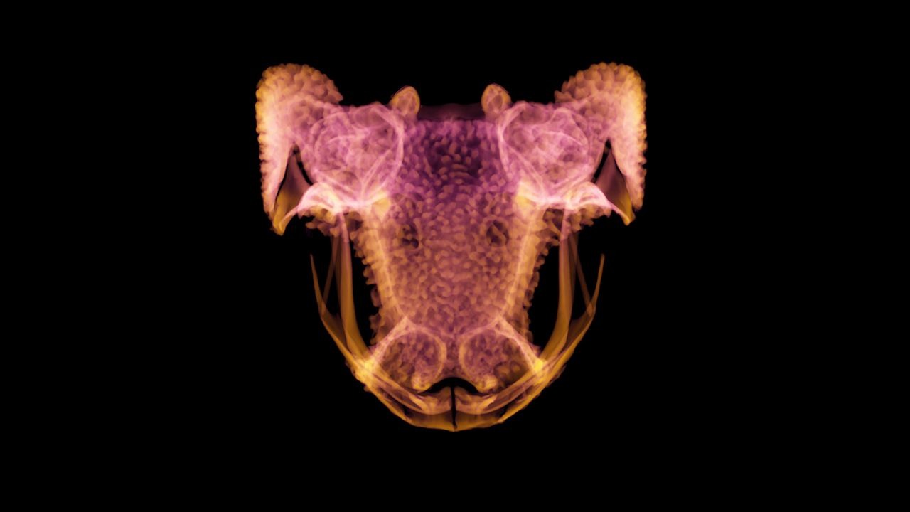 Brachycephalus ephippium (Pumpkin toadlet, Brazil). It was once thought that hyperossification may be linked to very small body sizes (miniaturization) in frogs, as the trait is present in the miniscule pumpkin toadlet, which is less than an inch long. But our research demonstrates that the trait is present across the entire spectrum of frog body sizes.