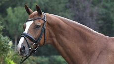 Annabella Pidgley has shared an update on her European medallist horse Gio, pictured.